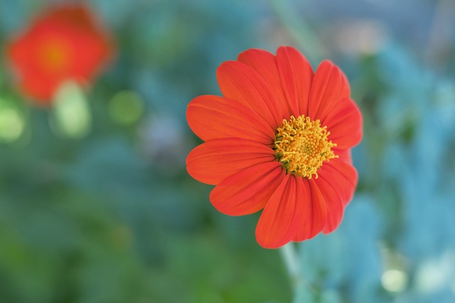 仅靠球员的 仅靠球员的